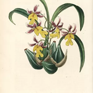 Oncidium ghiesbreghtianum orchid