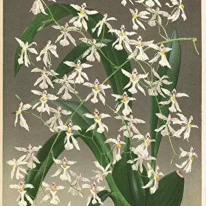 Oncidium incurvum orchid