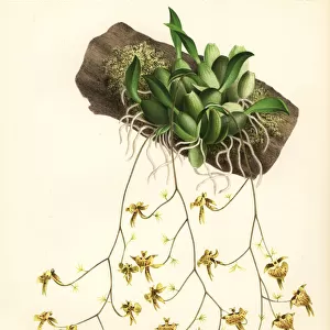 Oncidium orthotis orchid