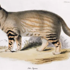 Oncifelis colocolo, pampas cat