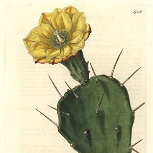 One-spined opuntia or drooping prickly pear