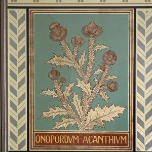 Onopordum acanthium, cotton thistle