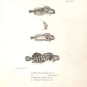 Ophioblennius atlanticus