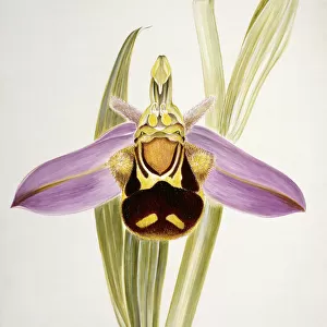 Ophrys apifera, bee orchid