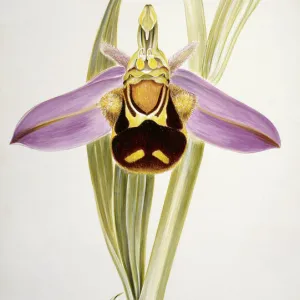 Ophrys apifera, bee orchid