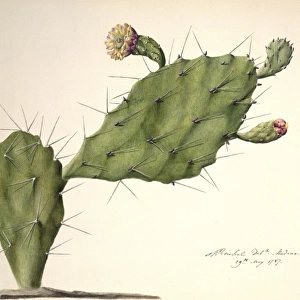 Opunita fiscus-indica, prickly pear