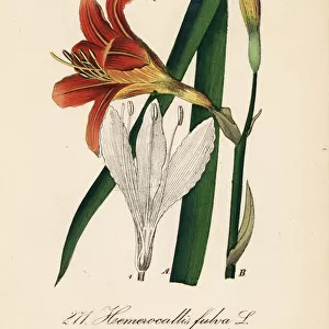 Orange day lily, Hemerocallis fulva