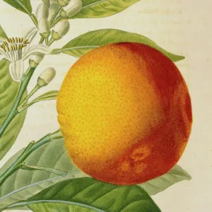 Orange de Malte, Maltese blood orange