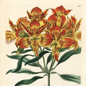Orange Peruvian lily, Alstroemeria aurea