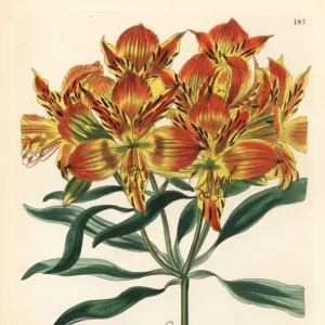 Orange Peruvian lily, Alstroemeria aurea