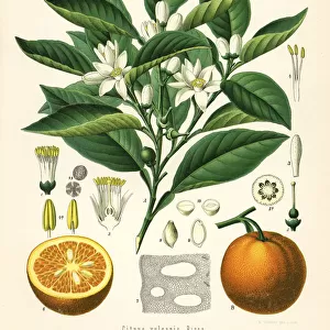 Orange tree and fruit, Citrus aurantium