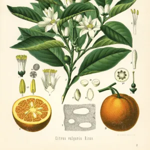 Orange tree and fruit, Citrus aurantium