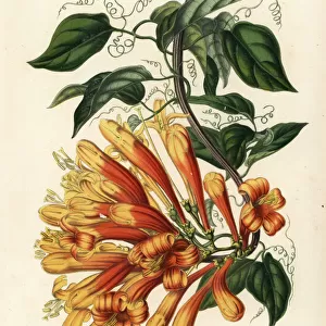Orange trumpet flower, Pyrostegia venusta