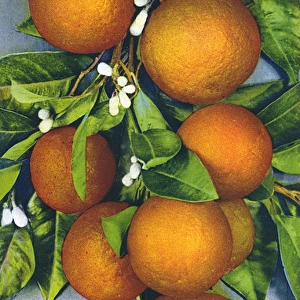 Oranges / Photograph
