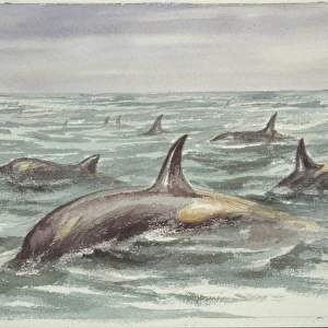 Orcinus orca, orca