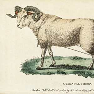 Oriental broad-tailed sheep, Ovis aries laticaudata