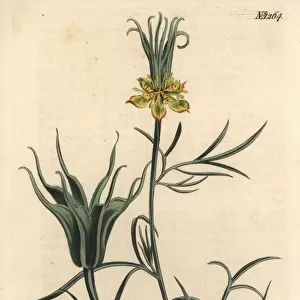 Oriental fennel-flower, Nigella orientalis