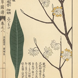 Oriental paperbush or mitsumata, Edgeworthia chrysantha