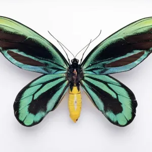 Prints of : Natural History Museum