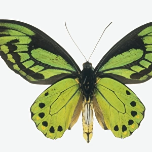 Ornithoptera allottei, birdwing butterfly