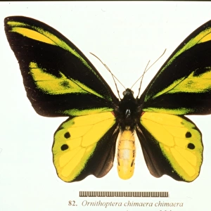 Ornithoptera chimaera, birdwing butterfly