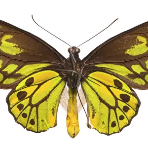 Ornithoptera croesus, Wallaces golden birdwing butterfly