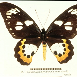 Ornithoptera meridionalis, birdwing butterfly