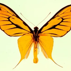 Ornithoptera paradisea, birdwing butterfly Ornithoptera paradisea, birdwing butterfly