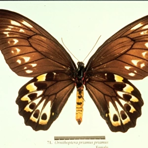 Ornithoptera priamus, birdwing butterfly