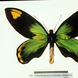 Ornithoptera victoriae, birdwing butterfly