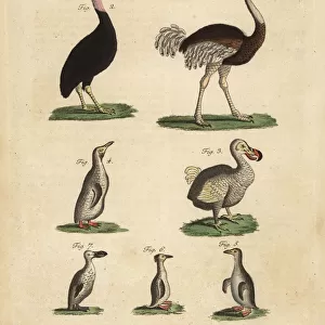 Ostrich, cassowary, extinct dodo and penguins