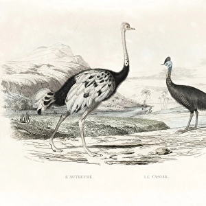 Ostrich and northern cassowary
