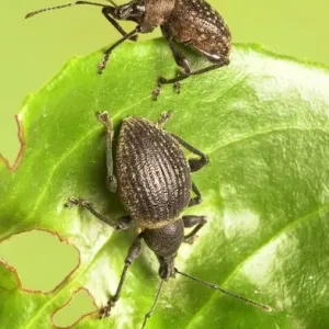 Otiorhynchus armadillo and O. salicicola, armadillo weevil Otiorhynchus armadillo and O. salicicola, armadillo weevil