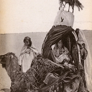 Ouled Nails Woman in Covered Camel Palanquin