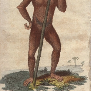 Ouran outang or Bornean Orangutan, Pongo pygmaeus