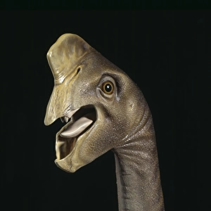 Oviraptor head