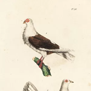 Owl pigeon and fantail pigeon
