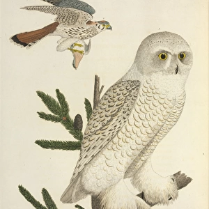 Owls and Sparrow hawk