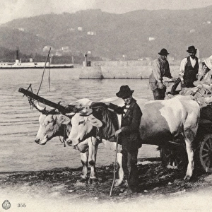 Ox Cart - Lake Como, Italy