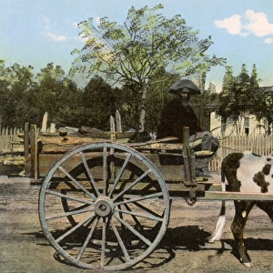 Ox-drawn cart and driver, Kentucky, USA
