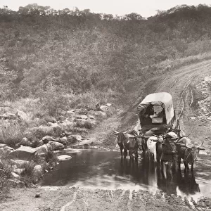 Ox wagon train crossing a drift, Umzinto, Natal, South Africa