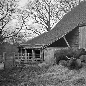 Two oxen outside a barn