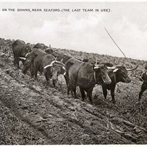 Oxen ploughing on the South Downs near Seaford