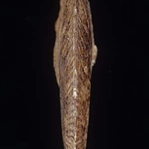 Oxynoticeras oxynotum, ammonite
