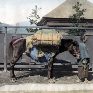 Pack horse, Japan, circa 1880s. Date: circa 1880s Pack horse, Japan, circa 1880s. Date: circa 1880s