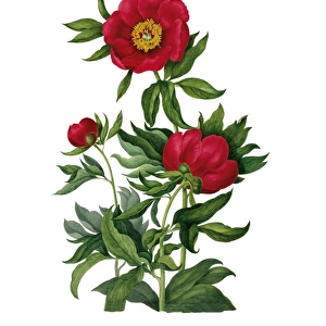 Paeonia sp. by Clara Pope