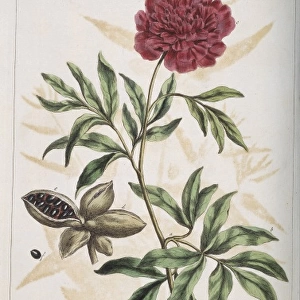Paeonia sp. peony