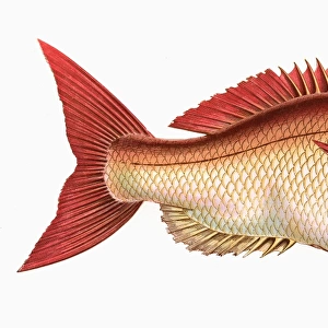 Pagrus pagrus, or Couchs Sea Bream