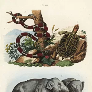 Painted coral snake, Indian elephant and box turtle
