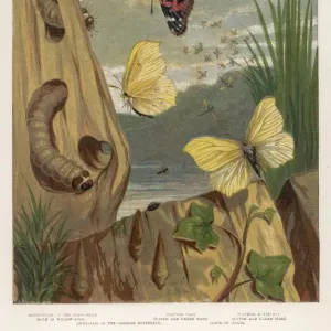 Butterfly de la Dame Peintre Butterfly de la Dame Peintre